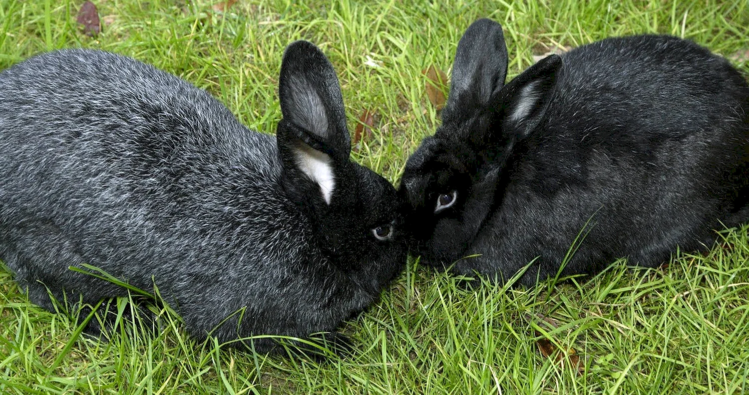 Порода кроликов черно бурый