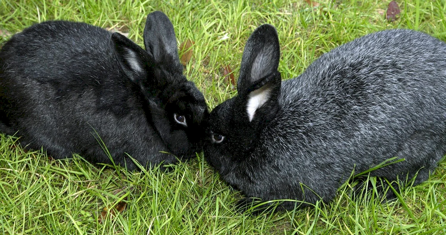Порода кроликов черно бурый