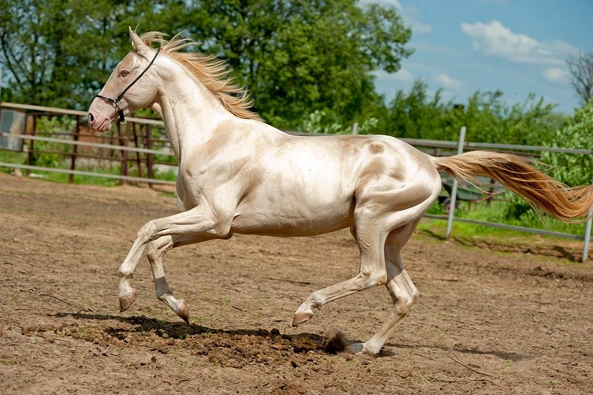 Порода лошадей ахалтекинец