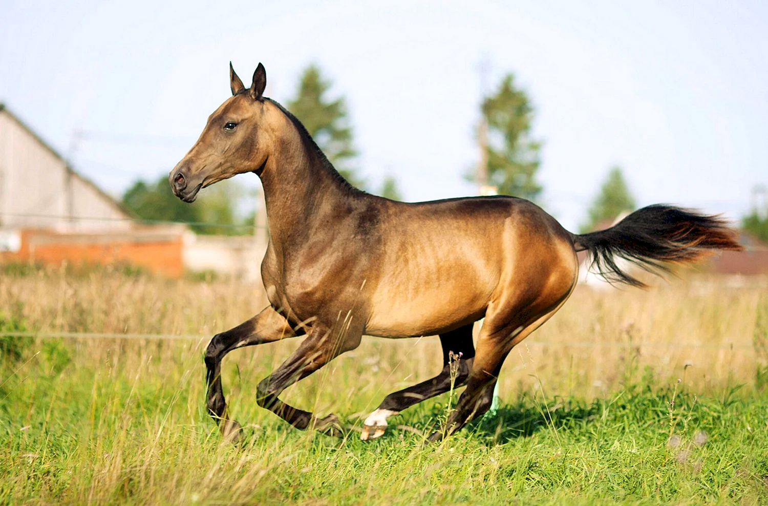 Порода лошадей ахалтекинец