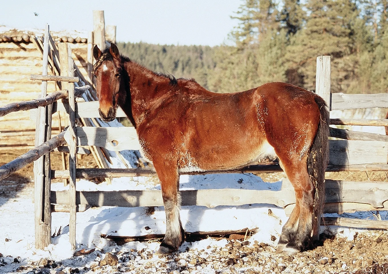 Порода лошадей Башкирская Чалая