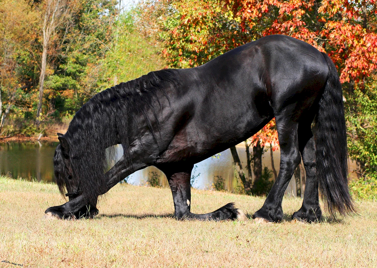 Порода лошадей Фризская лошадь