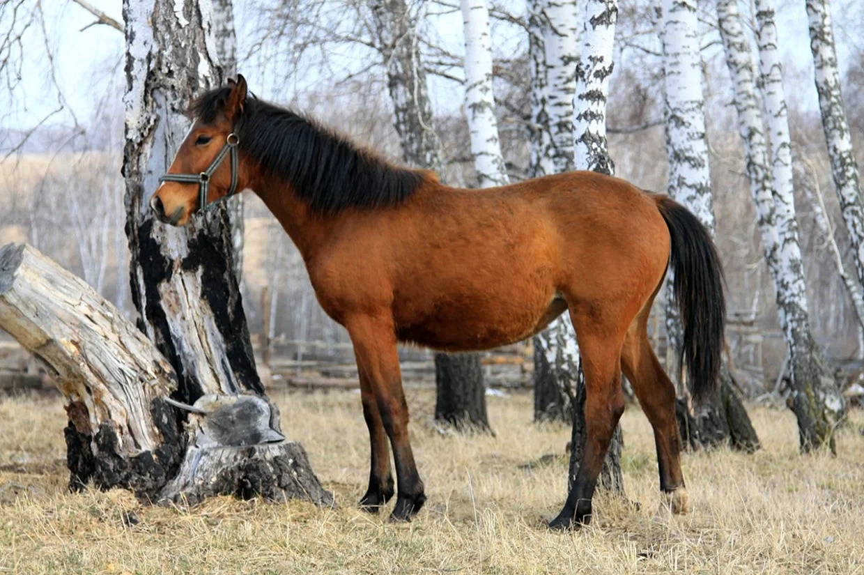 Порода лошадей Мезенка