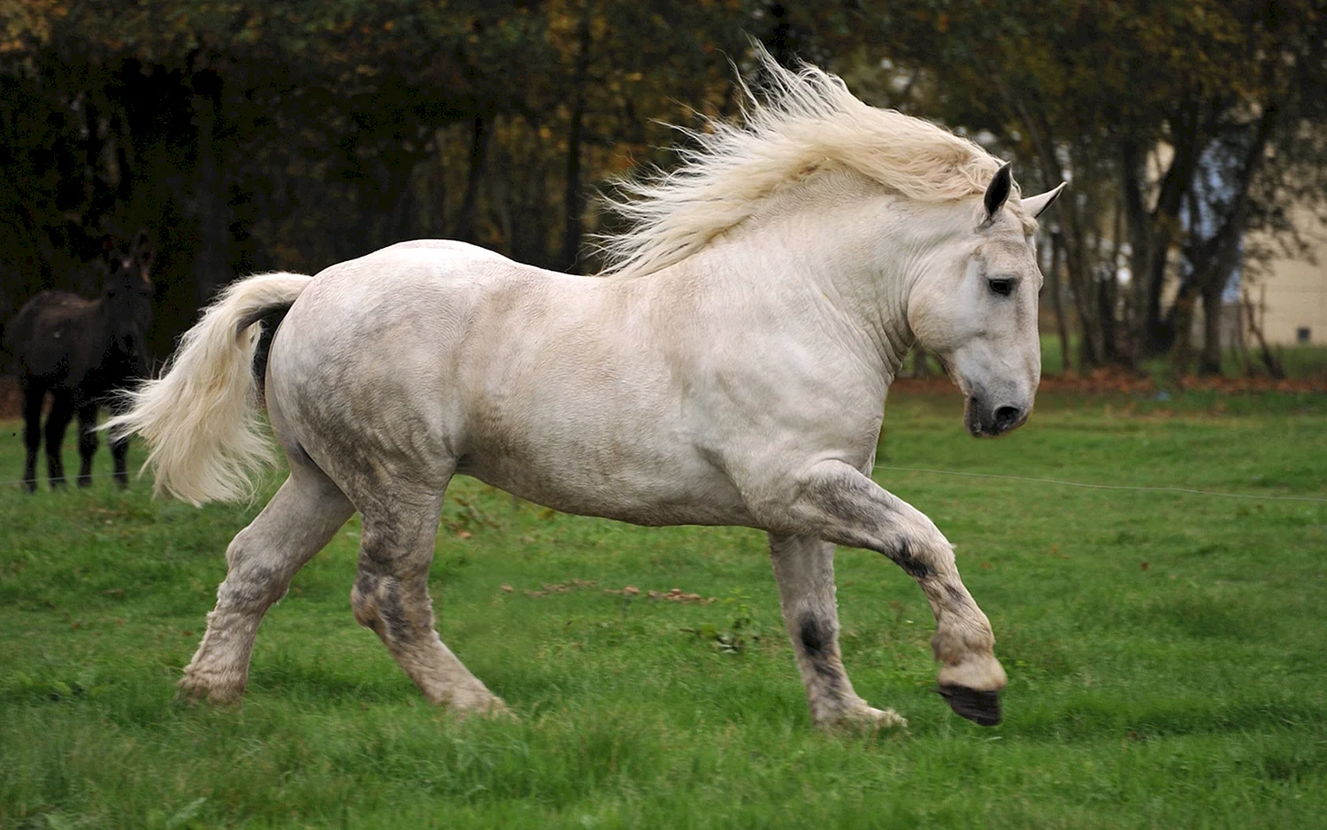 Порода лошадей Першерон Першеронская порода