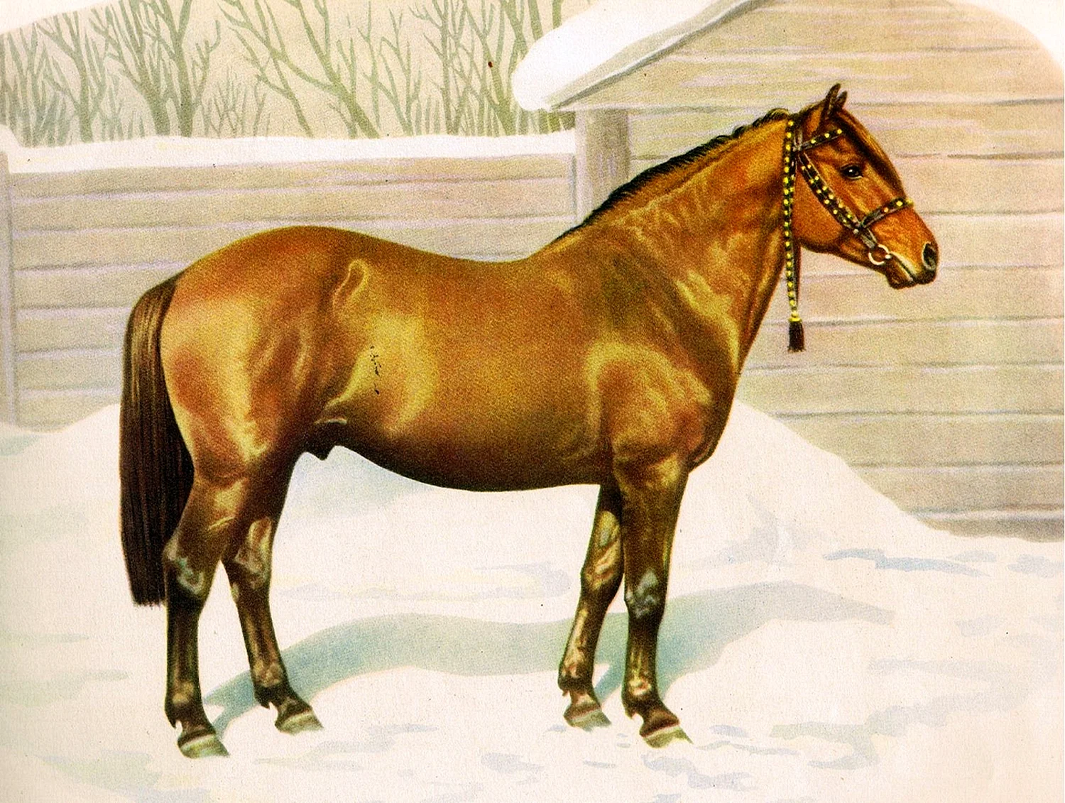Порода лошадей Вятка