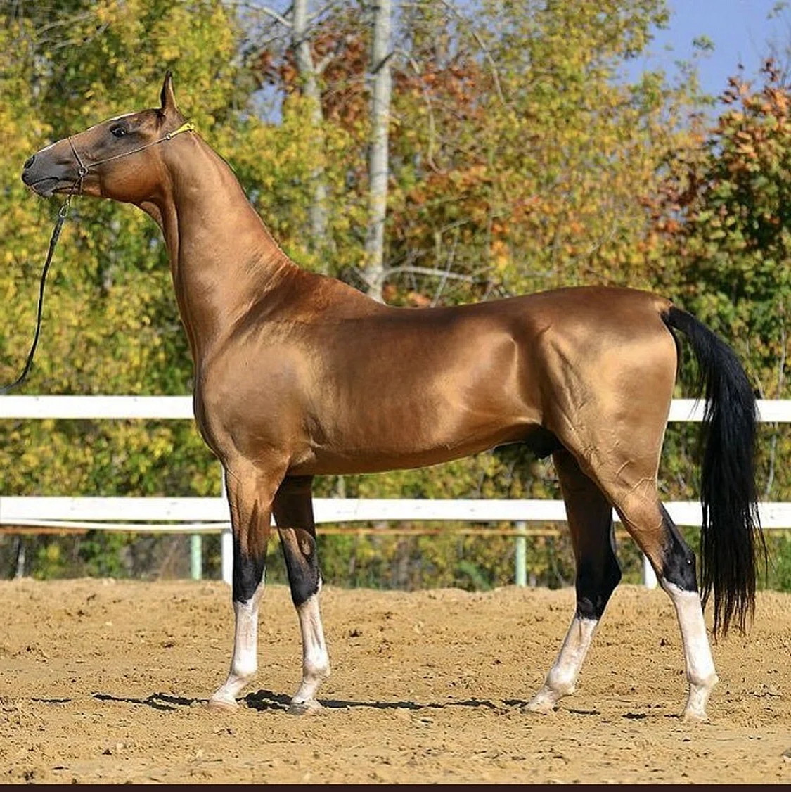 Порода лошади Ахалтекинская порода