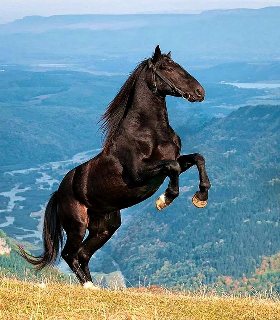 Порода лошади карачаевец