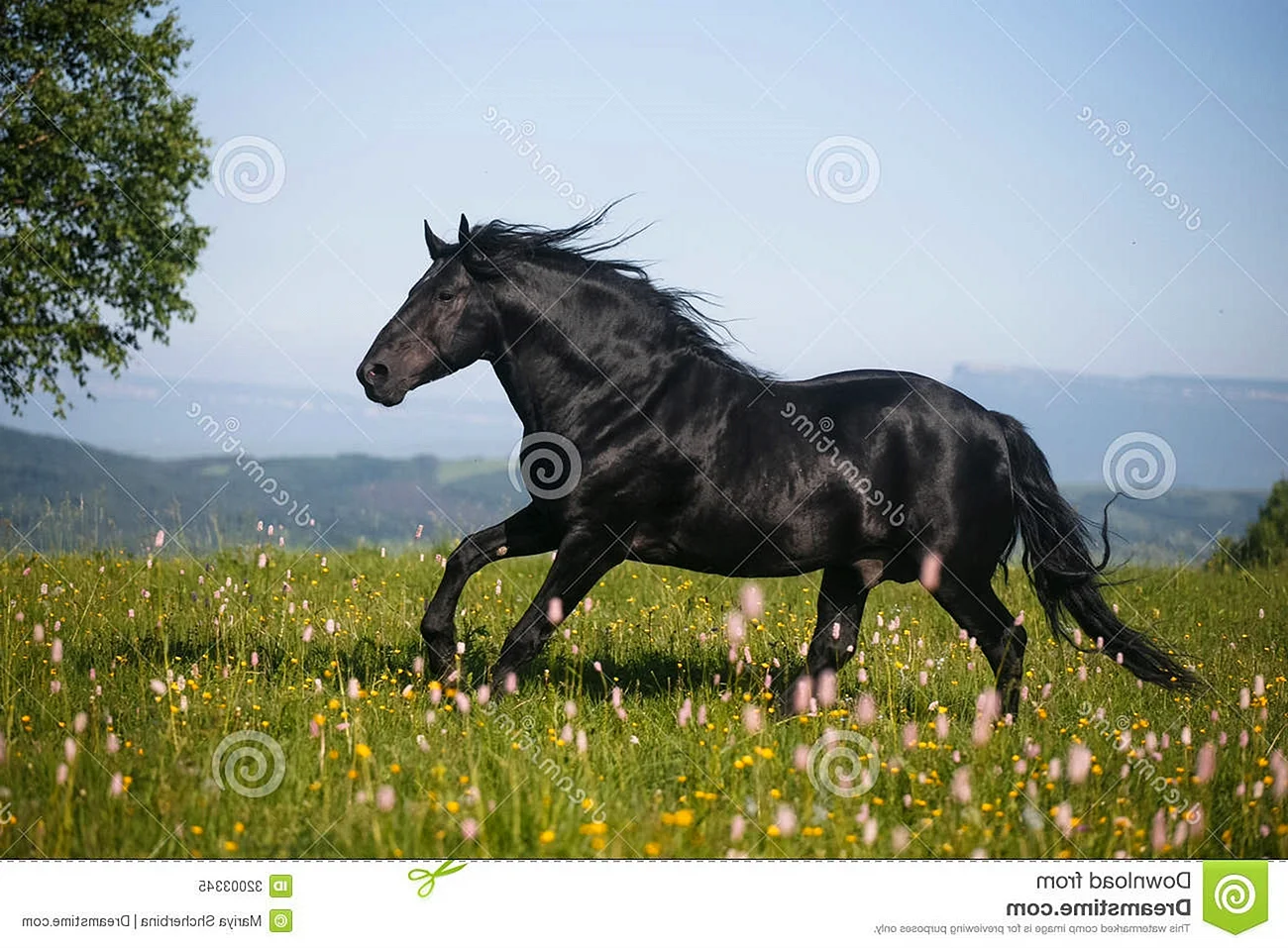 Порода лошади карачаевец