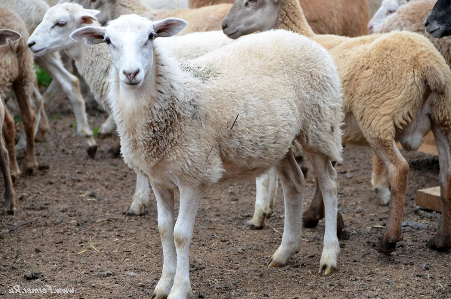 Порода овец Катумские
