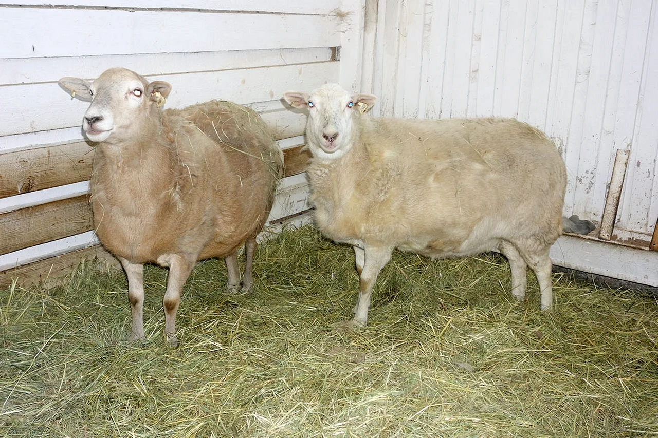 Порода овец Катумы