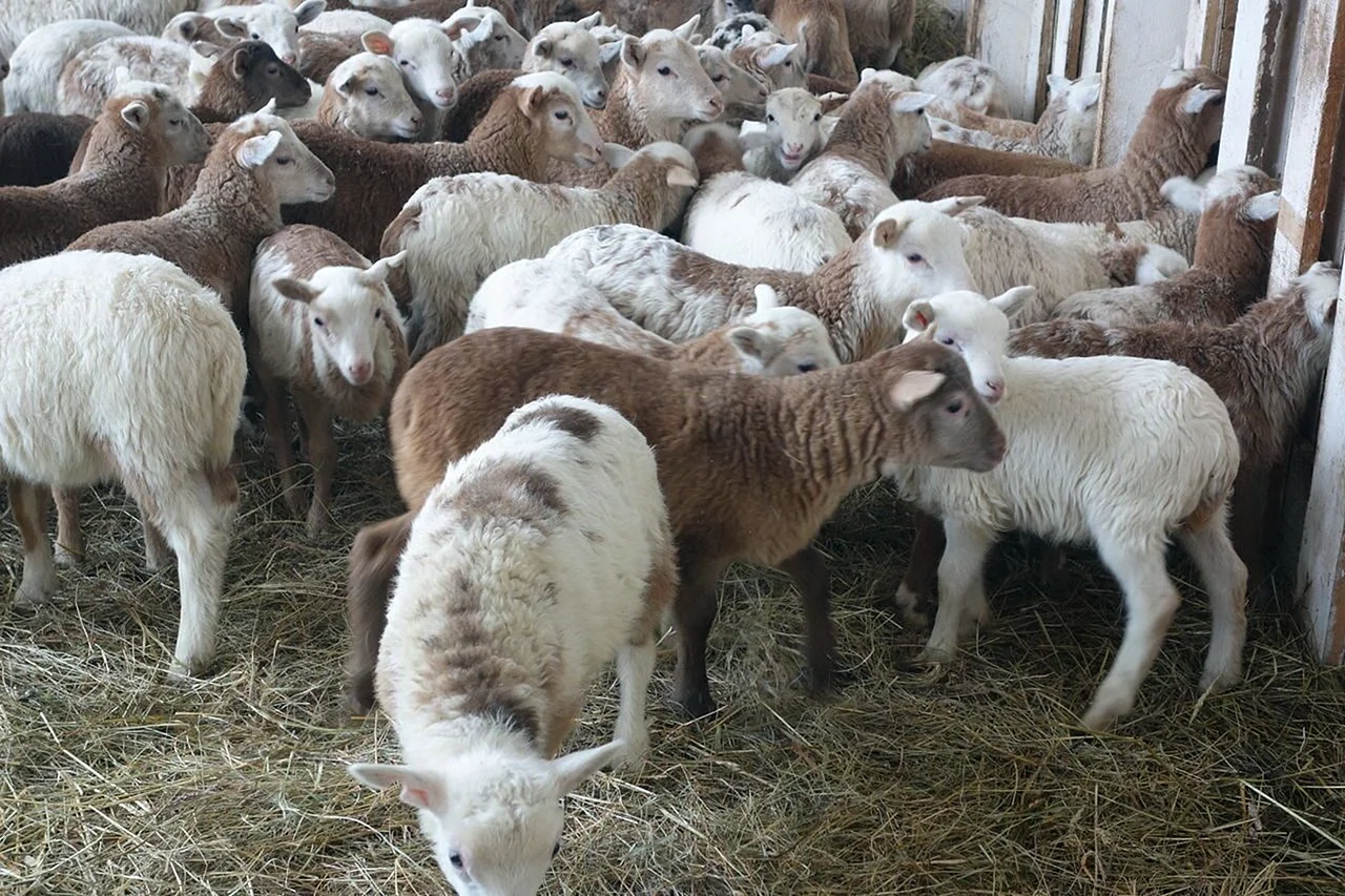 Порода овец Катумы