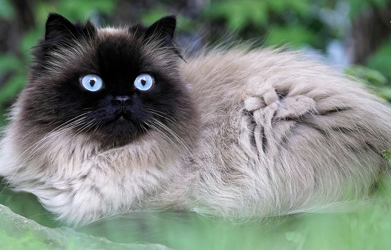 Порода сиамский пушистый кот порода
