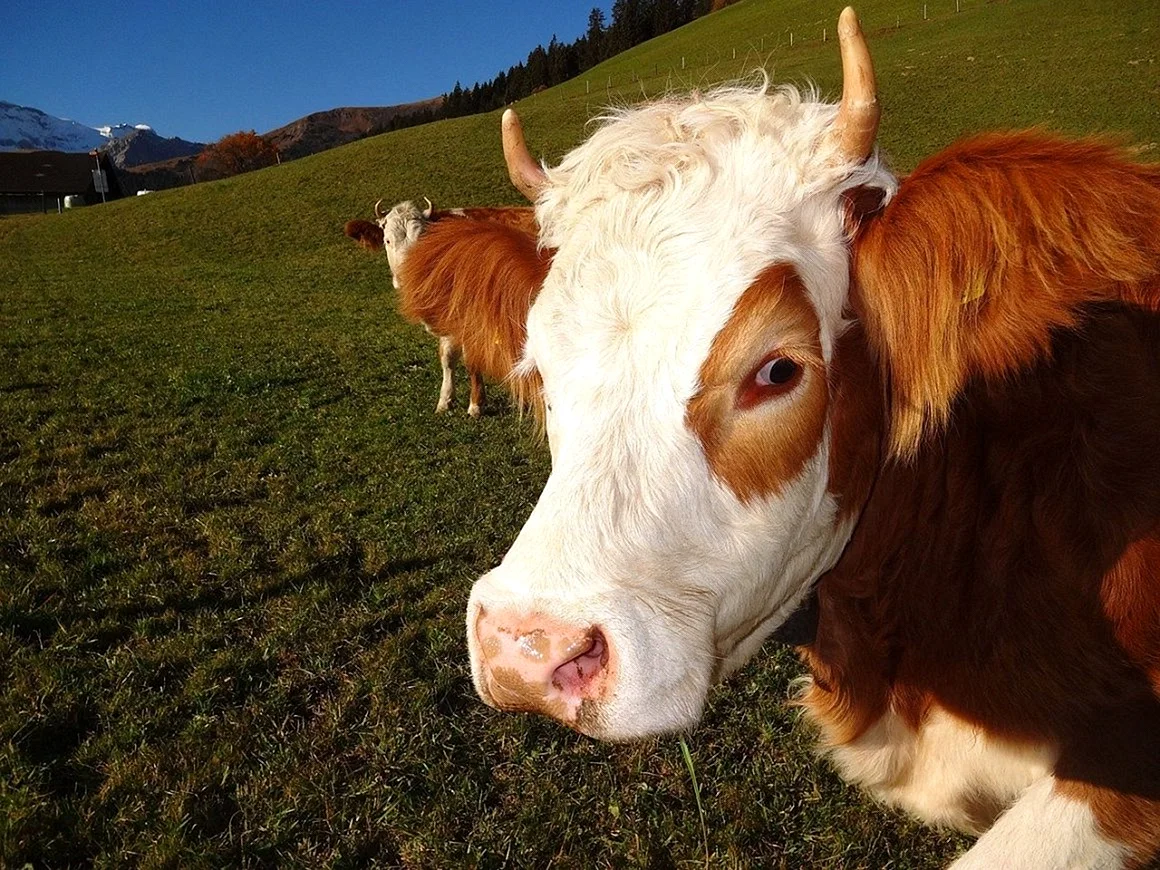 Порода симентальных коров