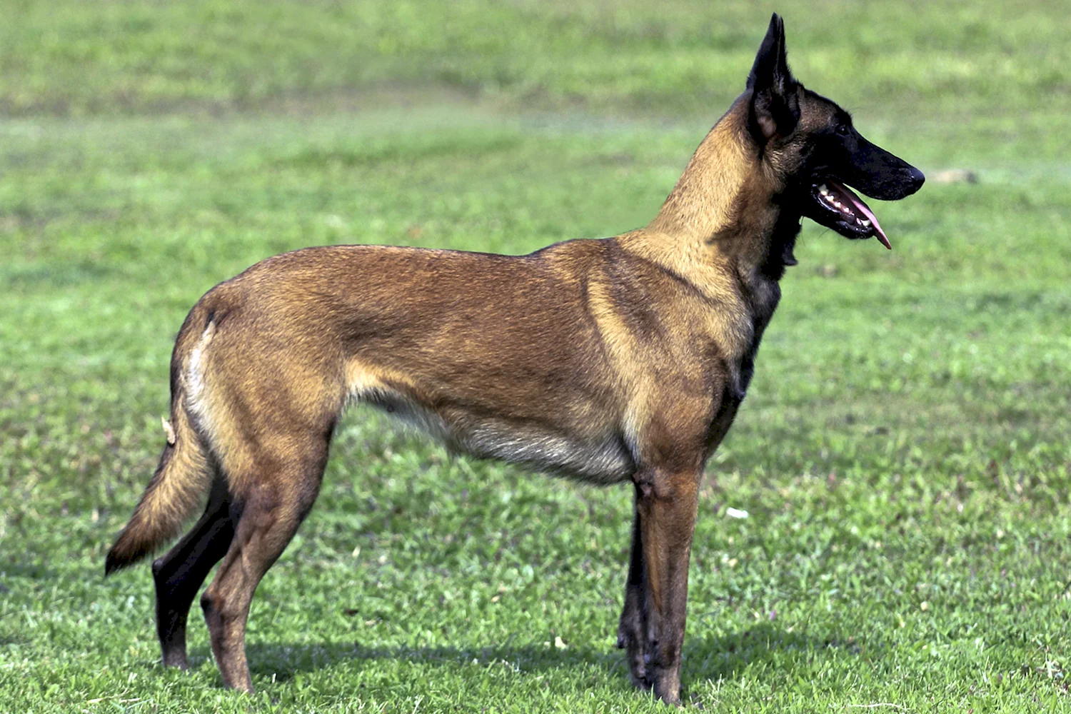 Порода собак Бельгийская овчарка малинуа