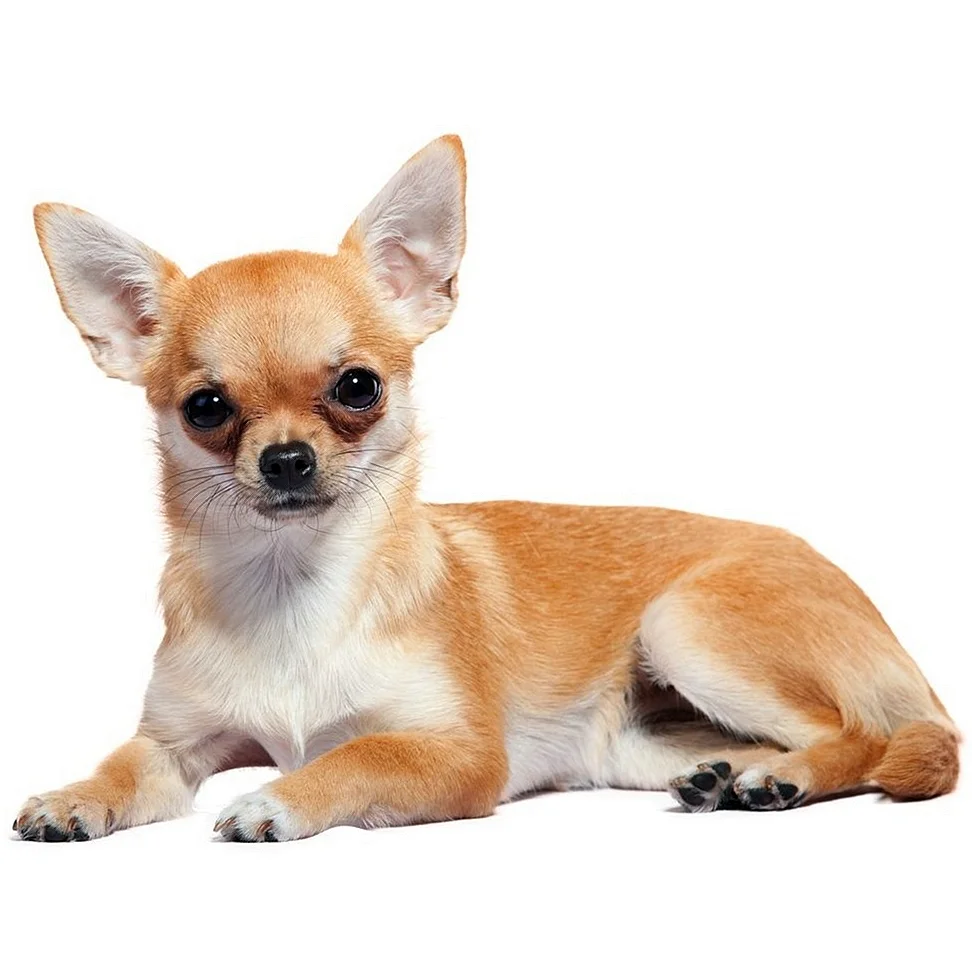 Порода собак чихуахуа