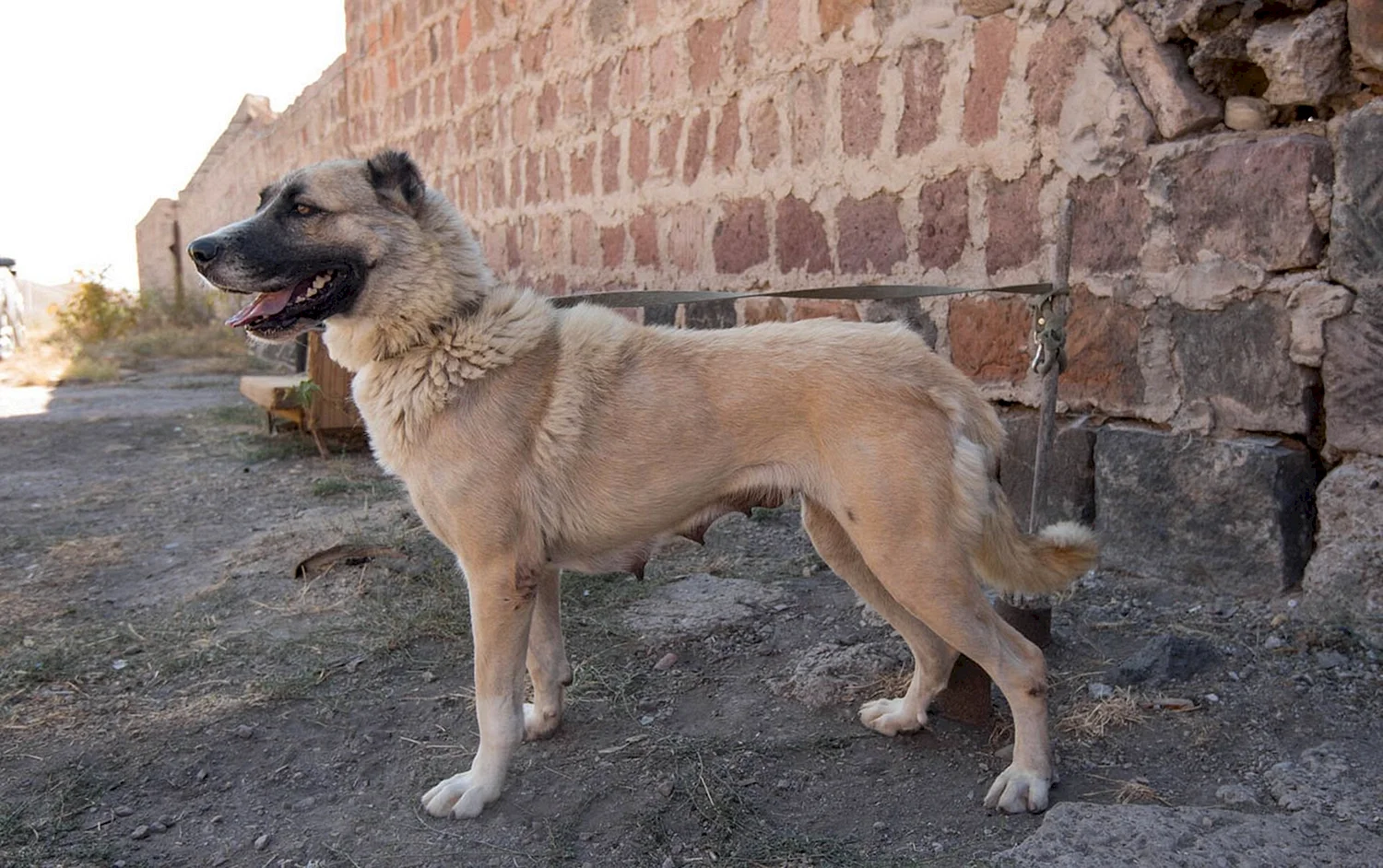 Порода собак Гампр Армения