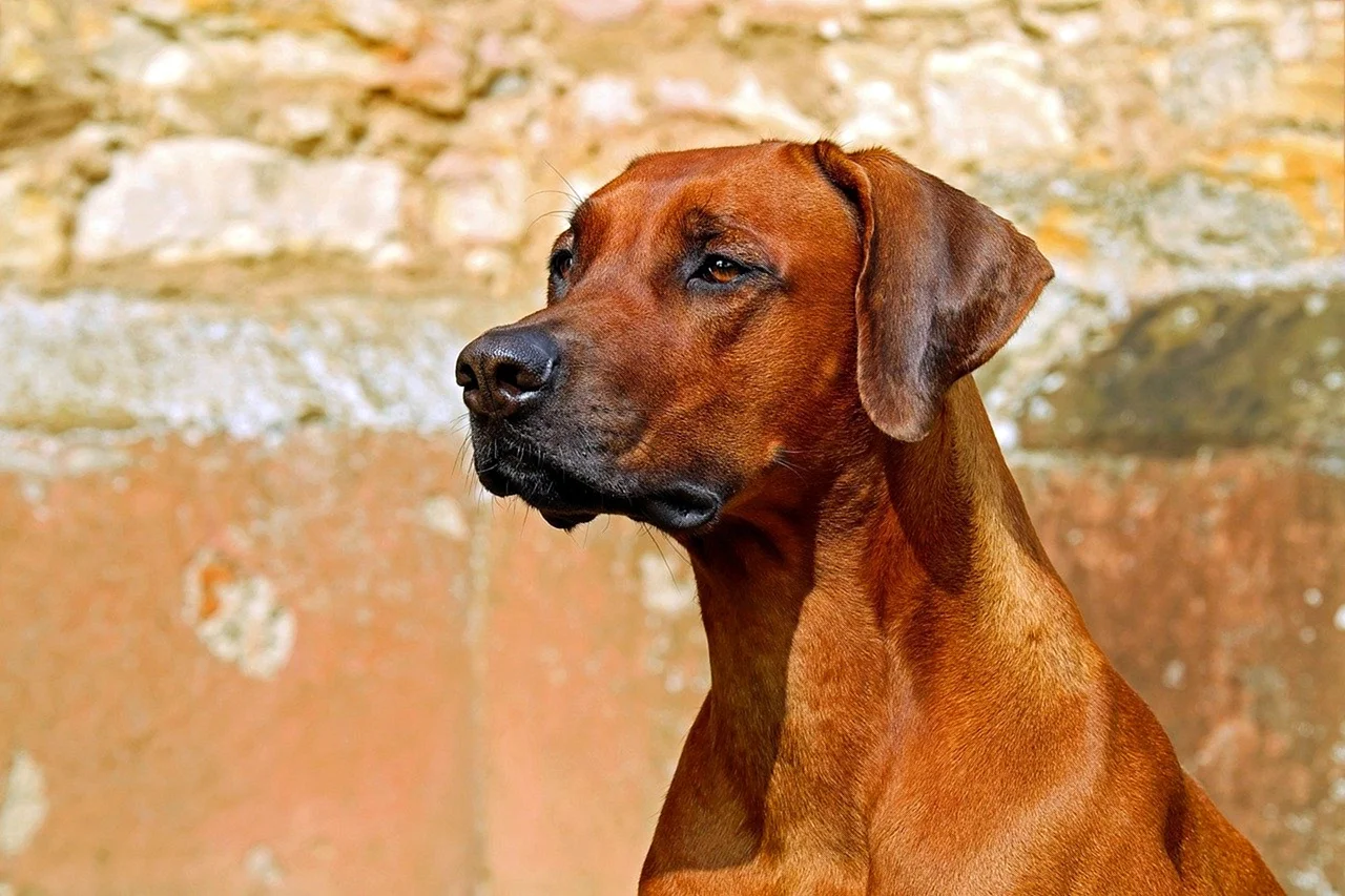 Порода собак Родезийский риджбек