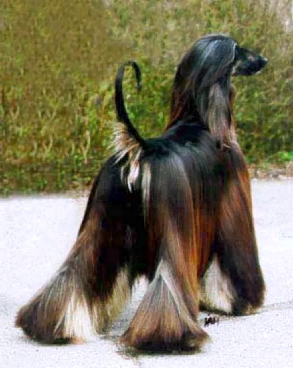 Порода собак с волосами
