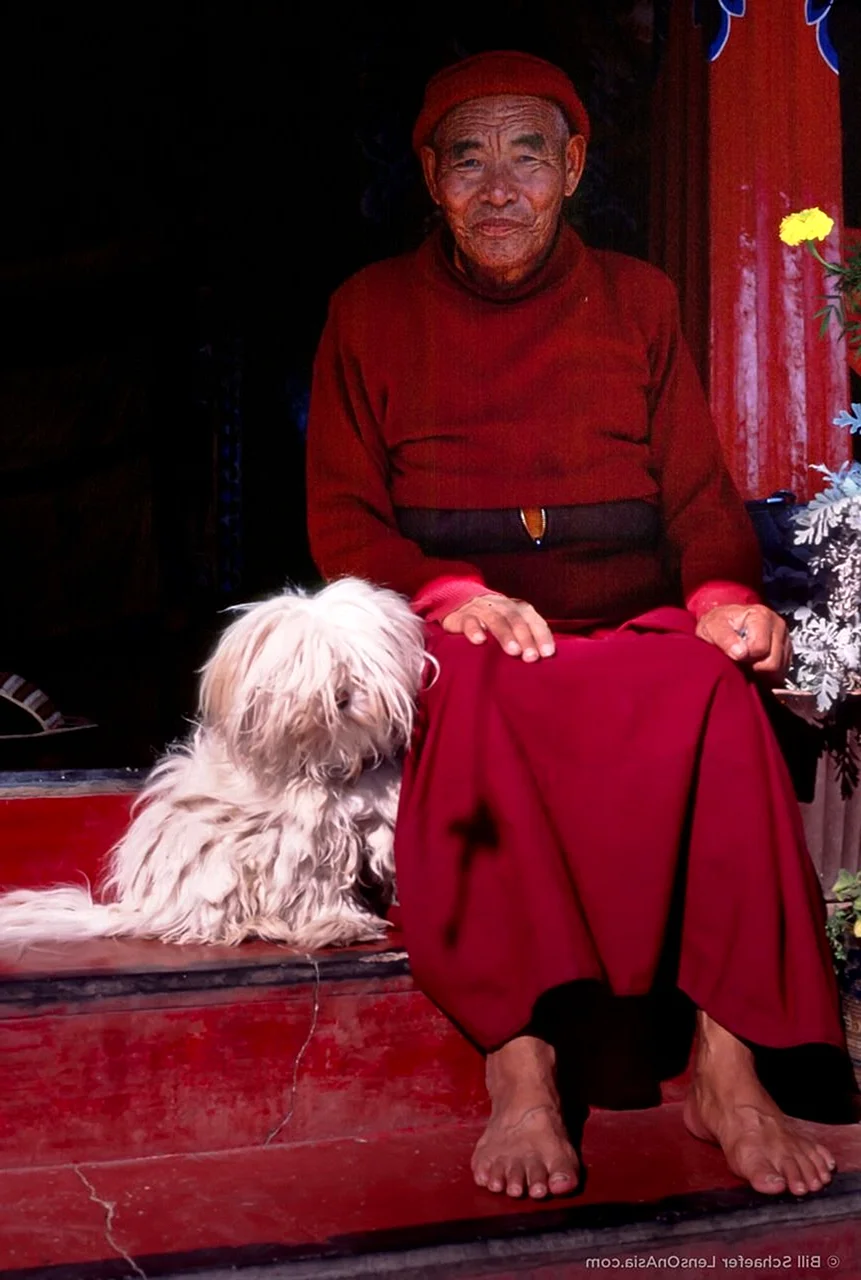 Порода собак тибетский монах