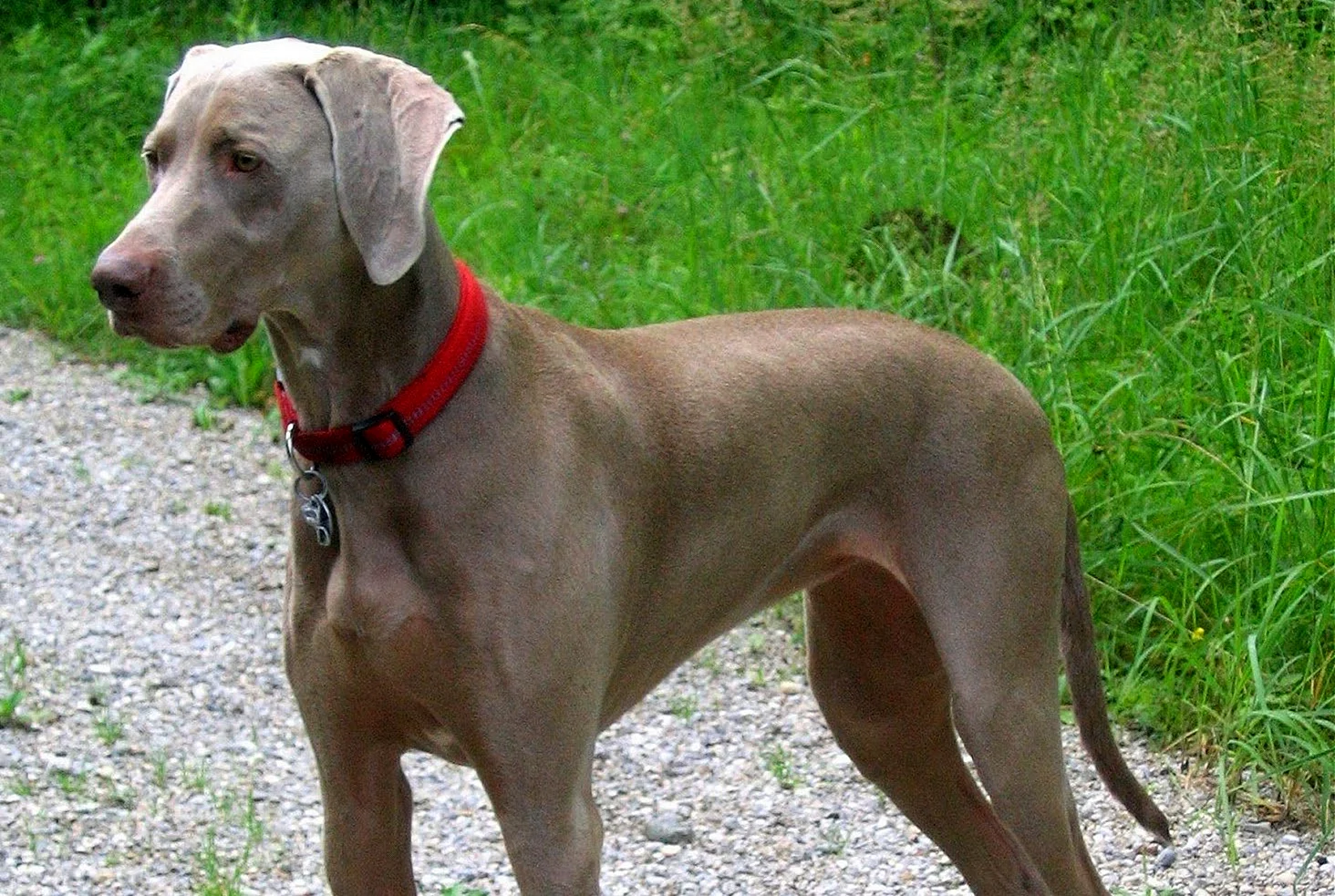 Порода собак Вайнерман