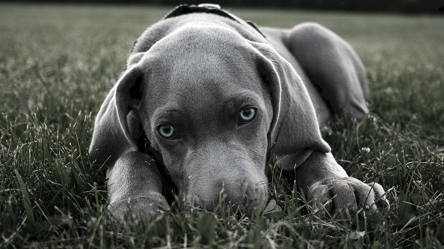Порода собак Веймаранер фото