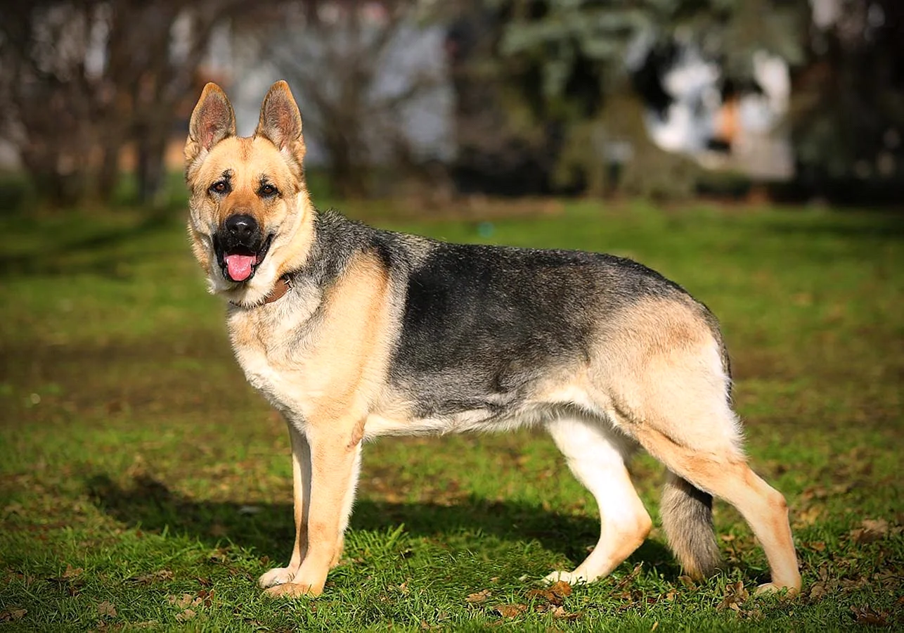 Порода собак Восточно-европейская овчарка