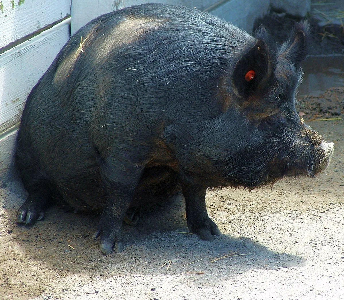 Порода свиней Гвинейская