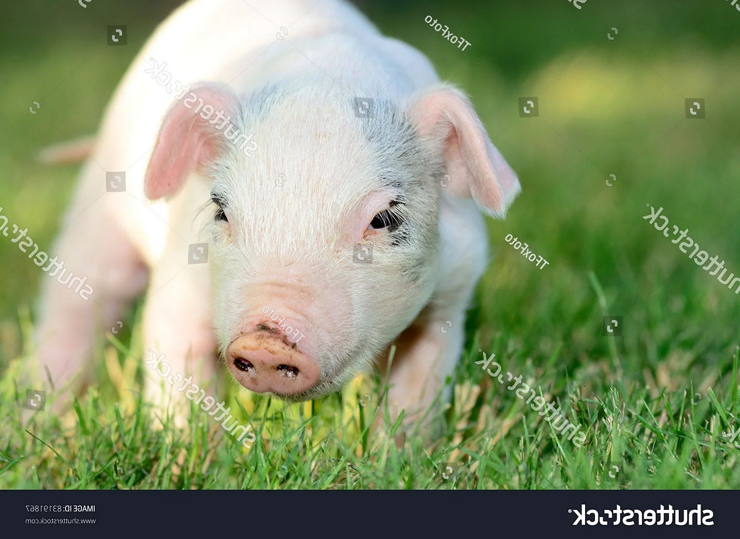 Порода свиней Йоркшир