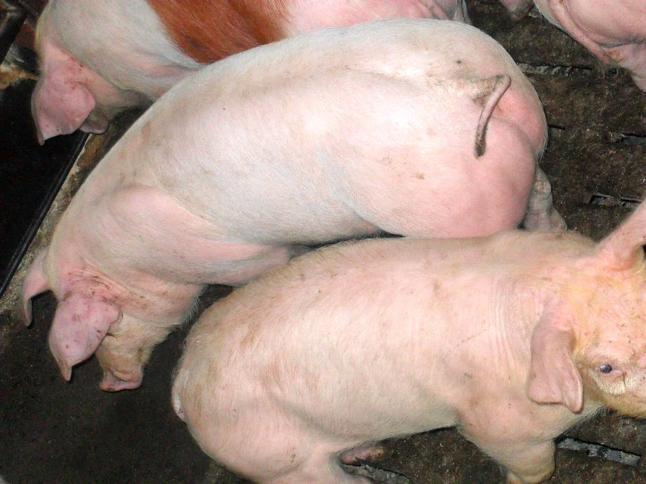 Порода свиней Йоркшир дюрок
