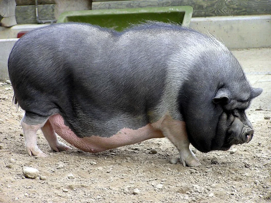 Вьетнамская вислобрюхая свинья. Вьетнамская вислобрюхая порода. Срок супоросности у свиней. Беременность у свиней длится. Известные свиньи