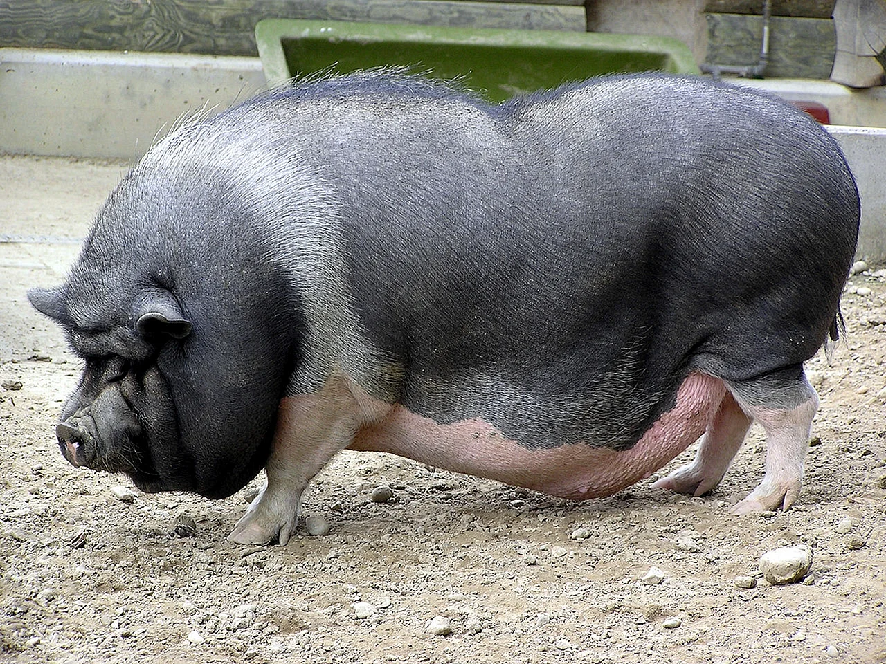 Порода свиней Вьетнамская вислобрюхая