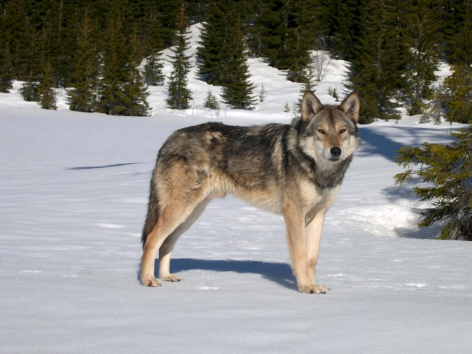 Порода Волчья собака Сарлоса