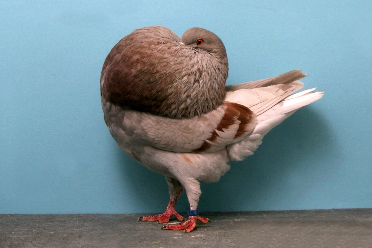 Породы голубей Дарвин