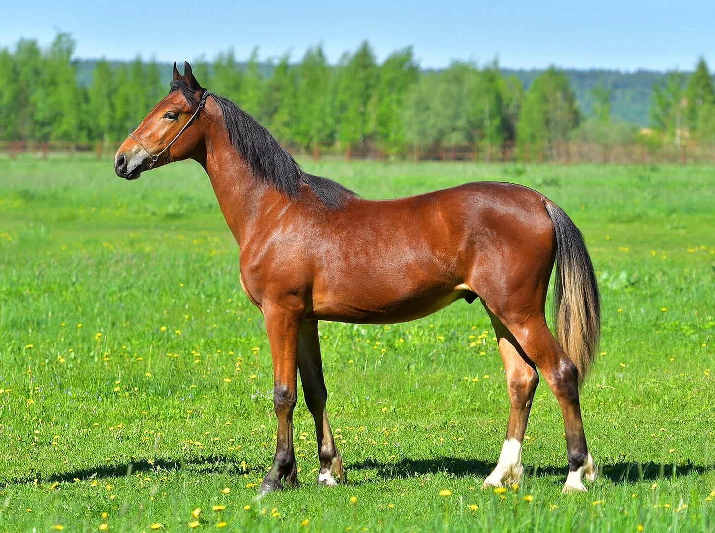 Породы караковых лошадей