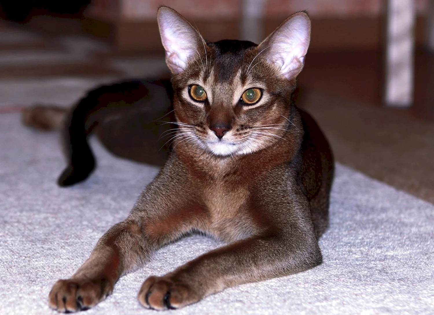 Породы кошек Абиссинская кошка