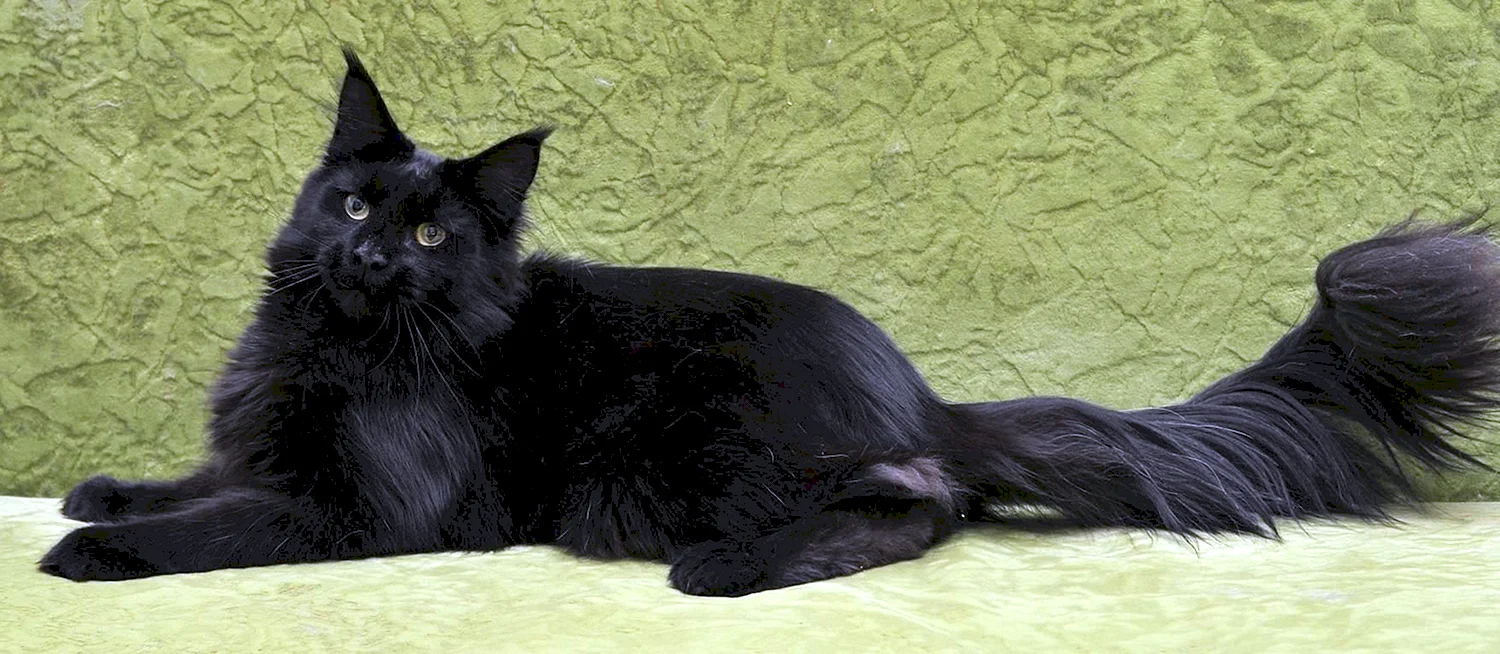 Породы кошек Мейн кун черный