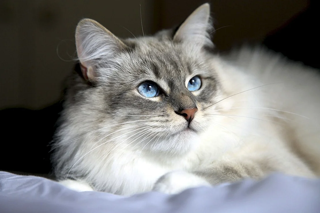 Породы кошек Сибирская кошка