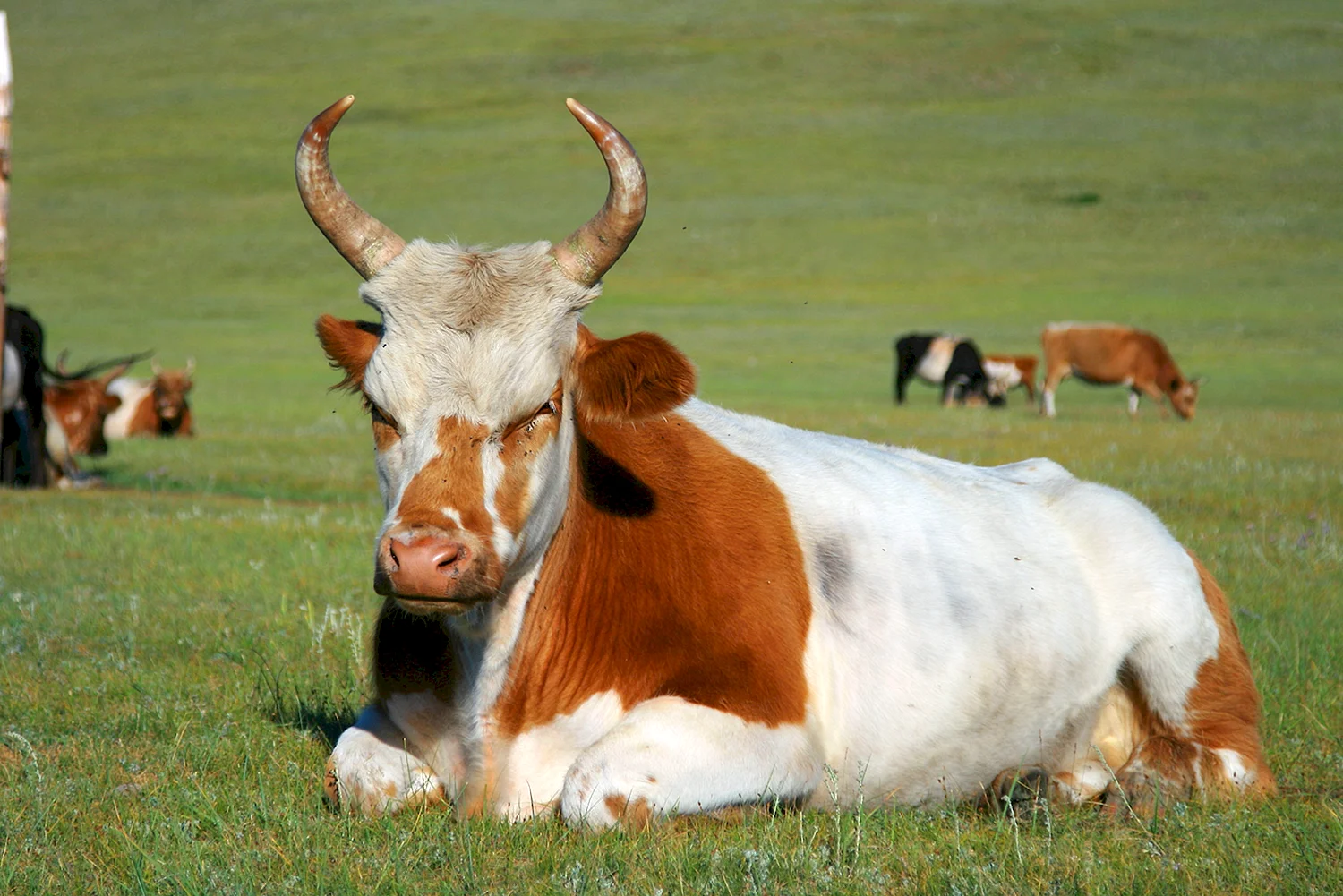 Породы крупного рогатого скота Монголии