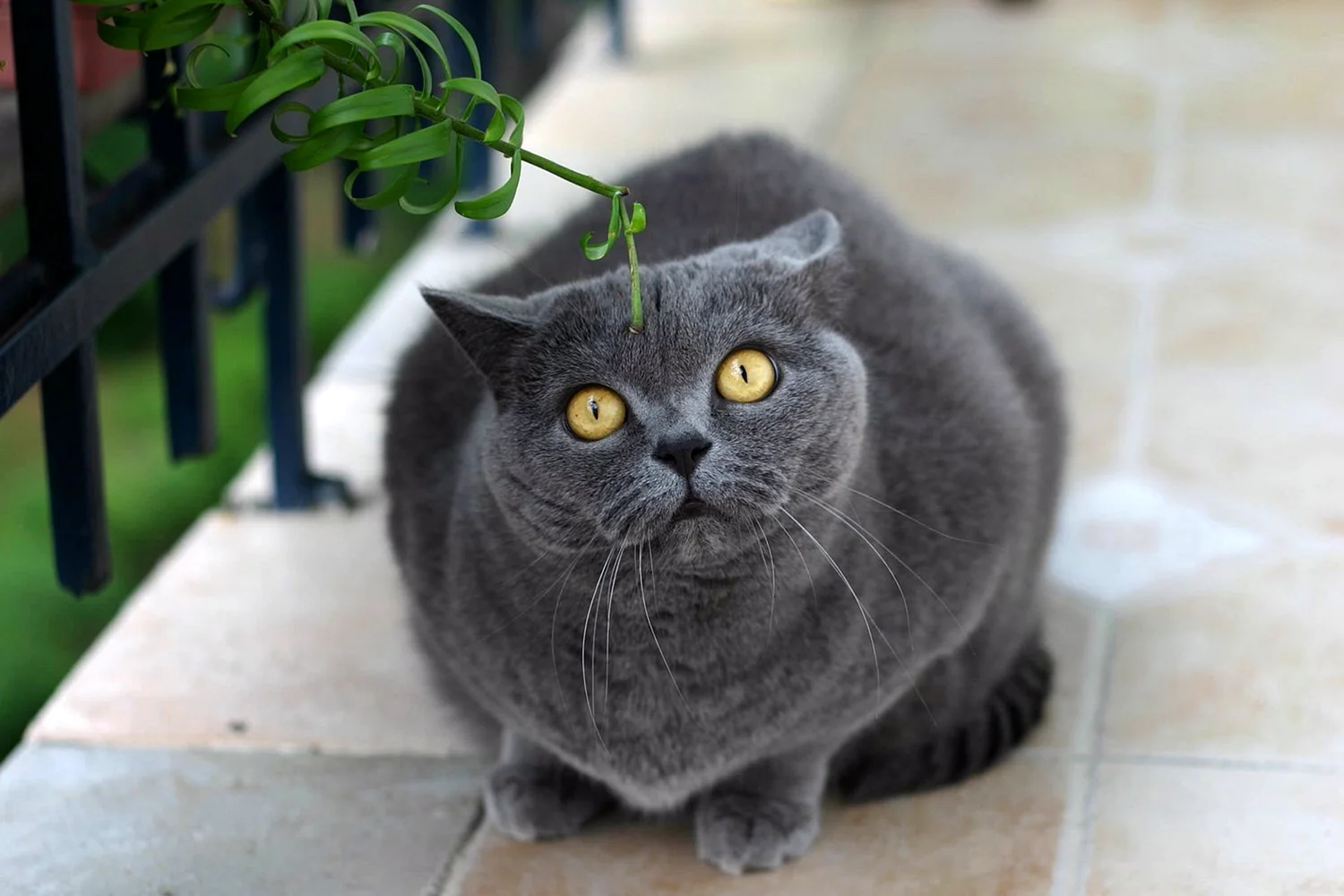 Породы породы кошек Британская короткошёрстная кошка