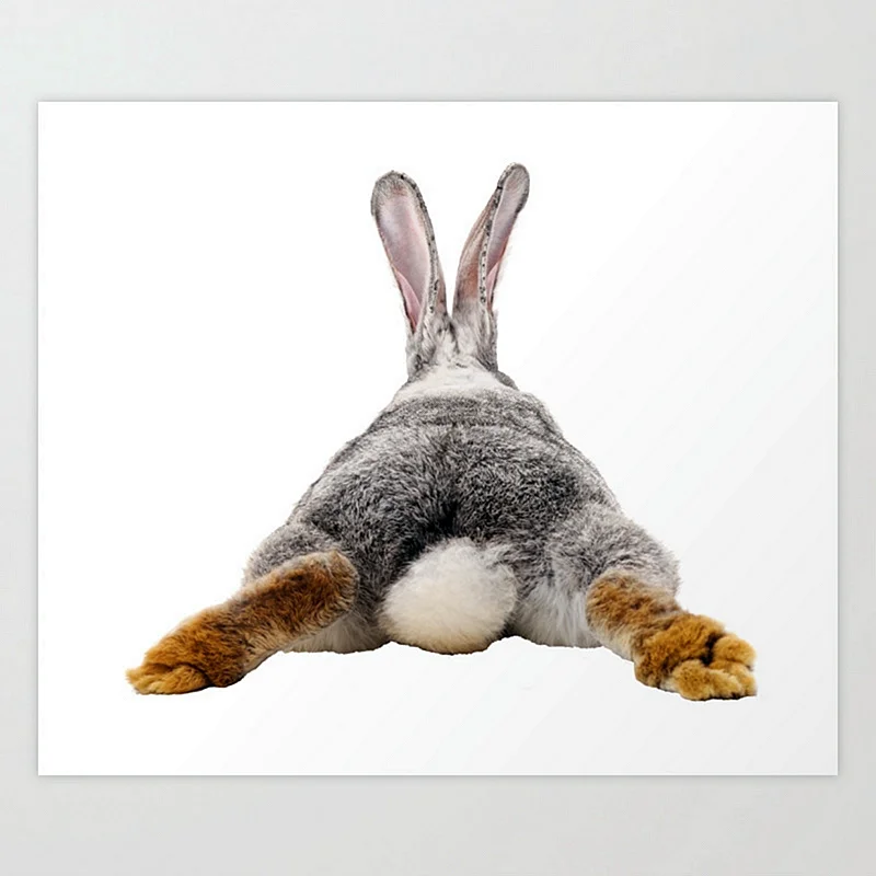 Постер кролик хвост