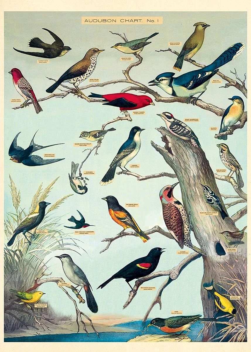Постер птицы