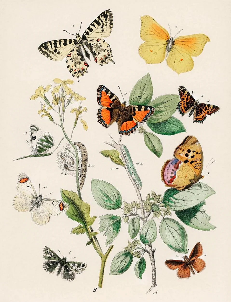 Постеры Ботанические принты бабочки