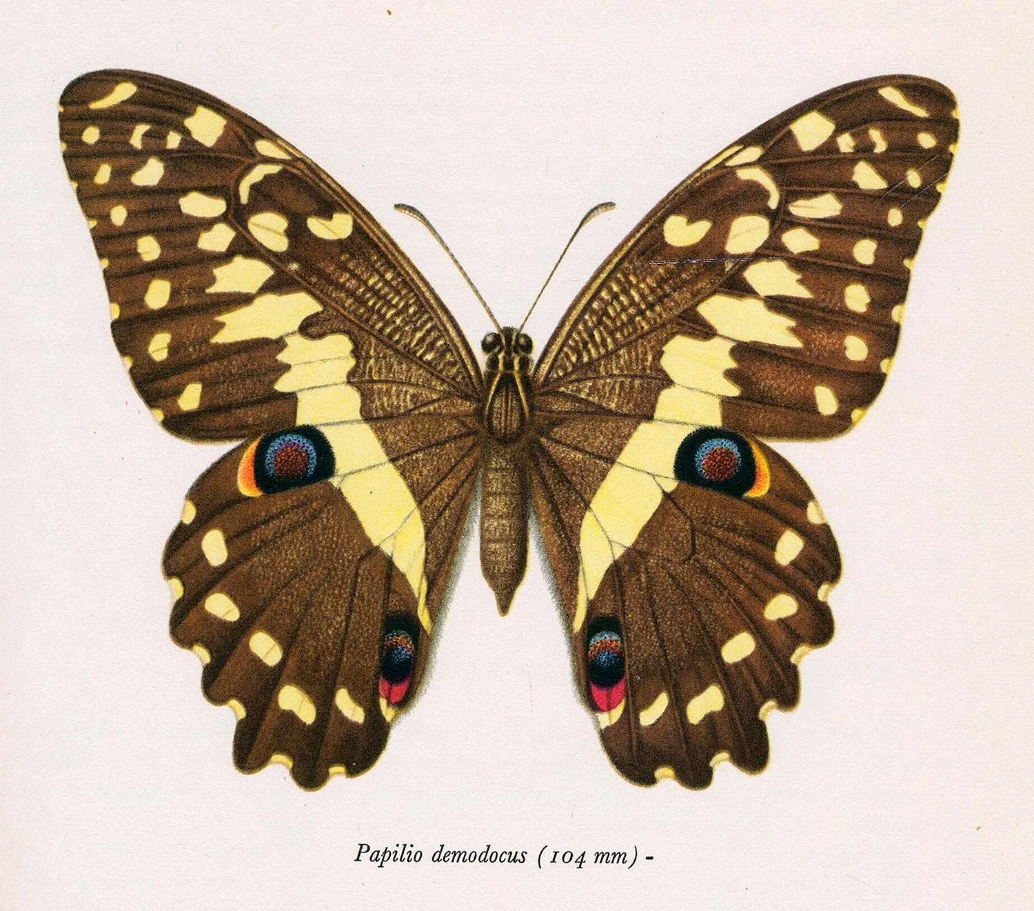 Постеры ботаника бабочки