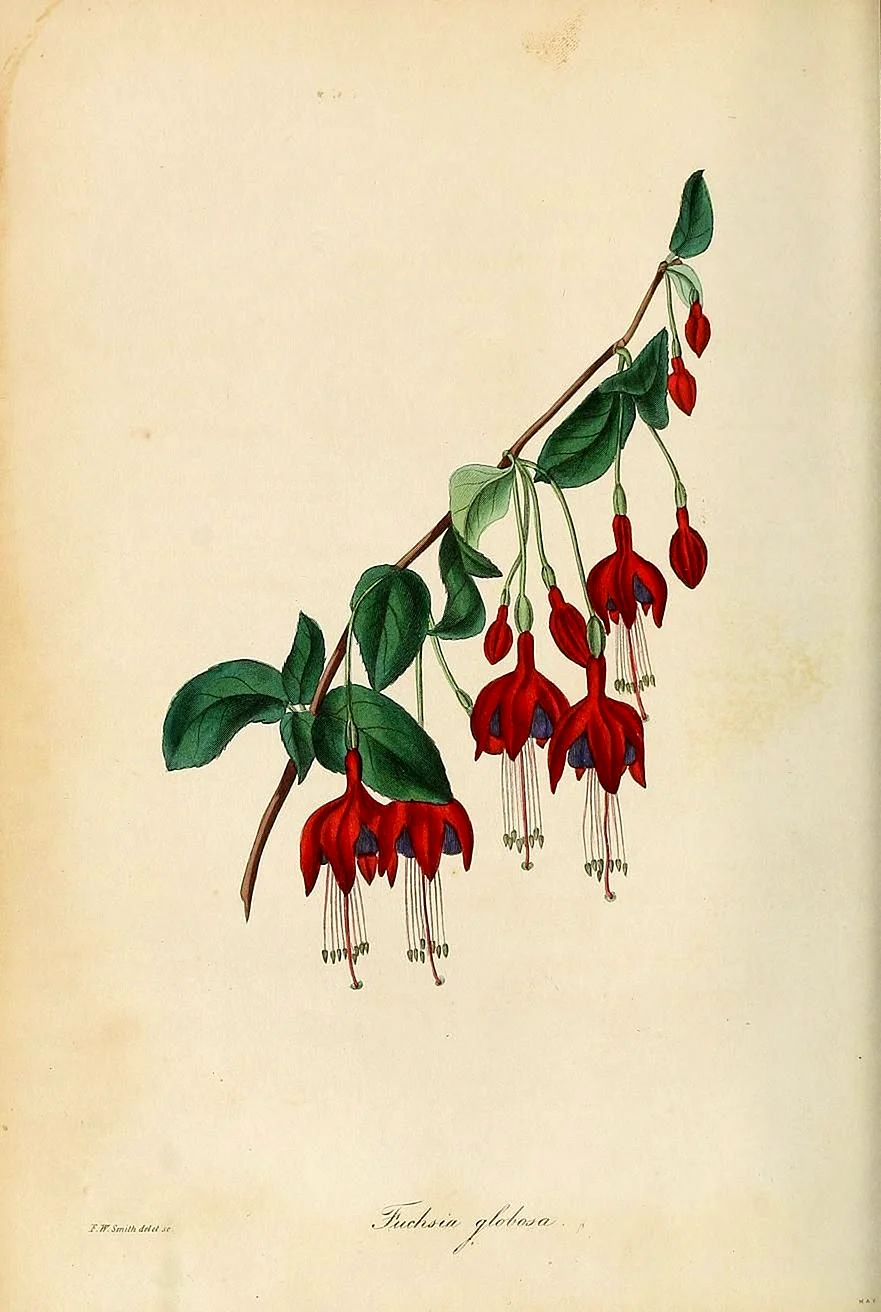 Постеры с ботаническими иллюстрациями