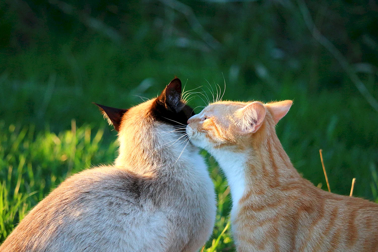 Поцелуй кошек
