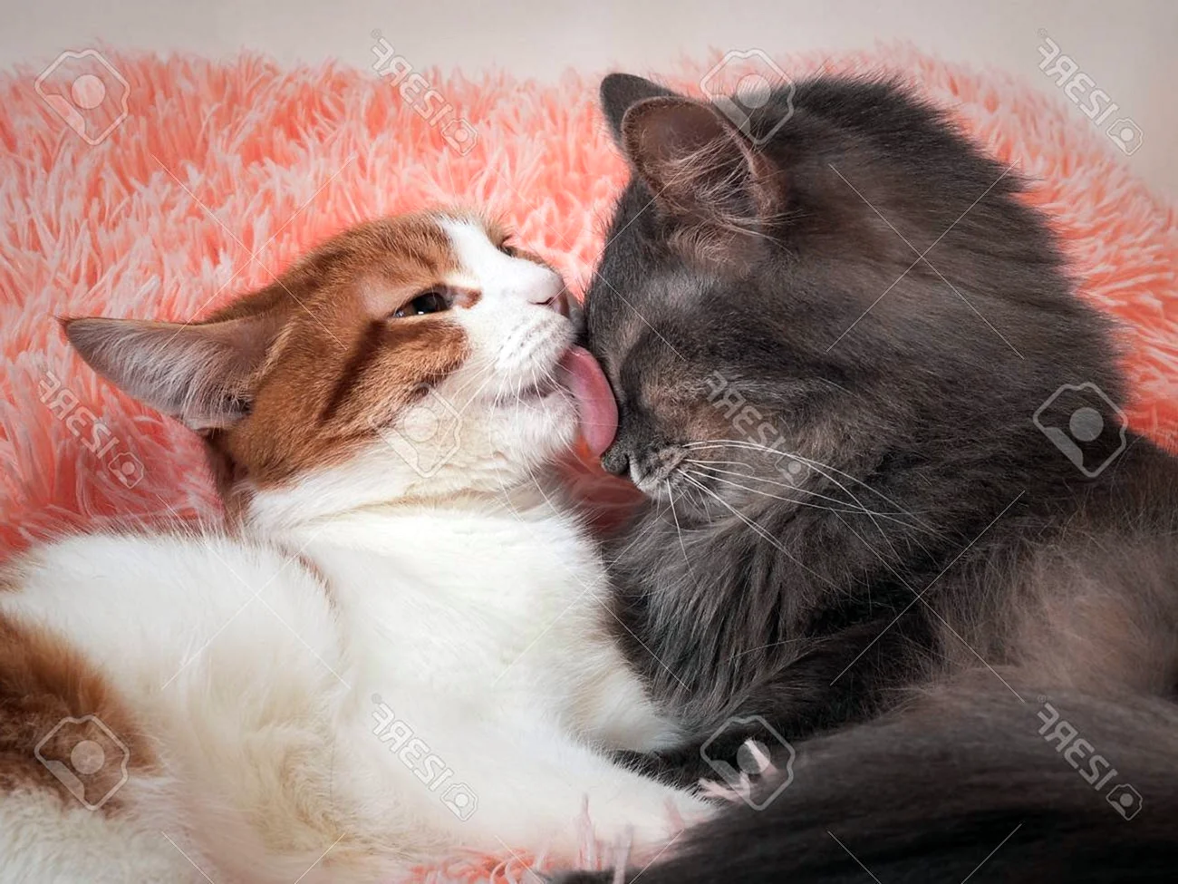 Поцелуй кота