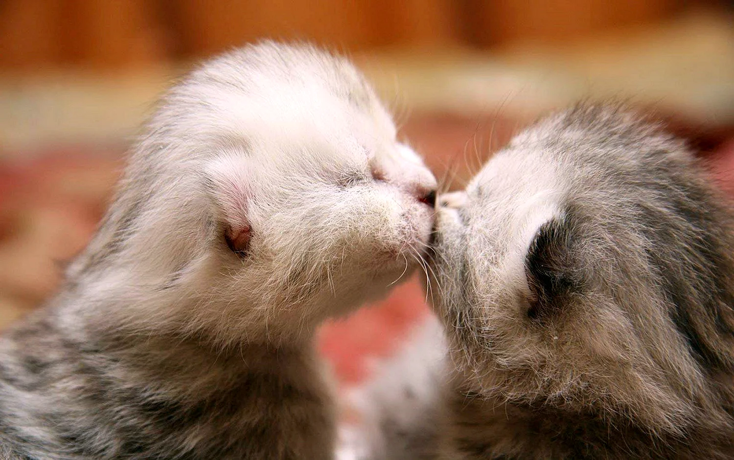 Поцелуй котят