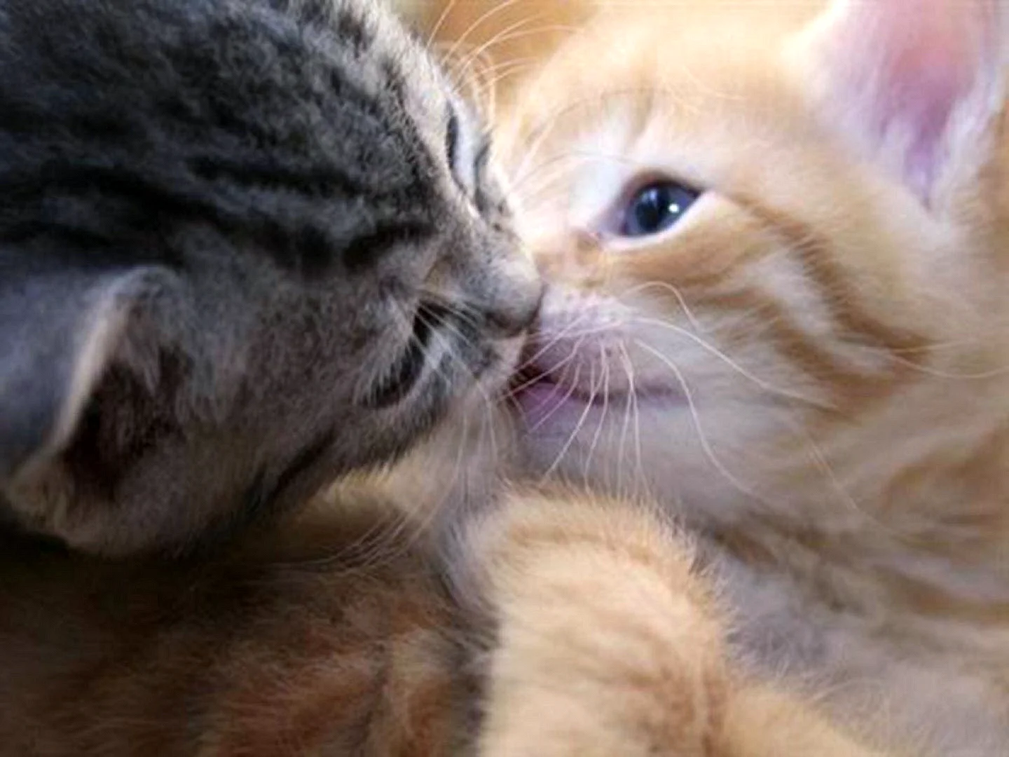 Поцелуй котят
