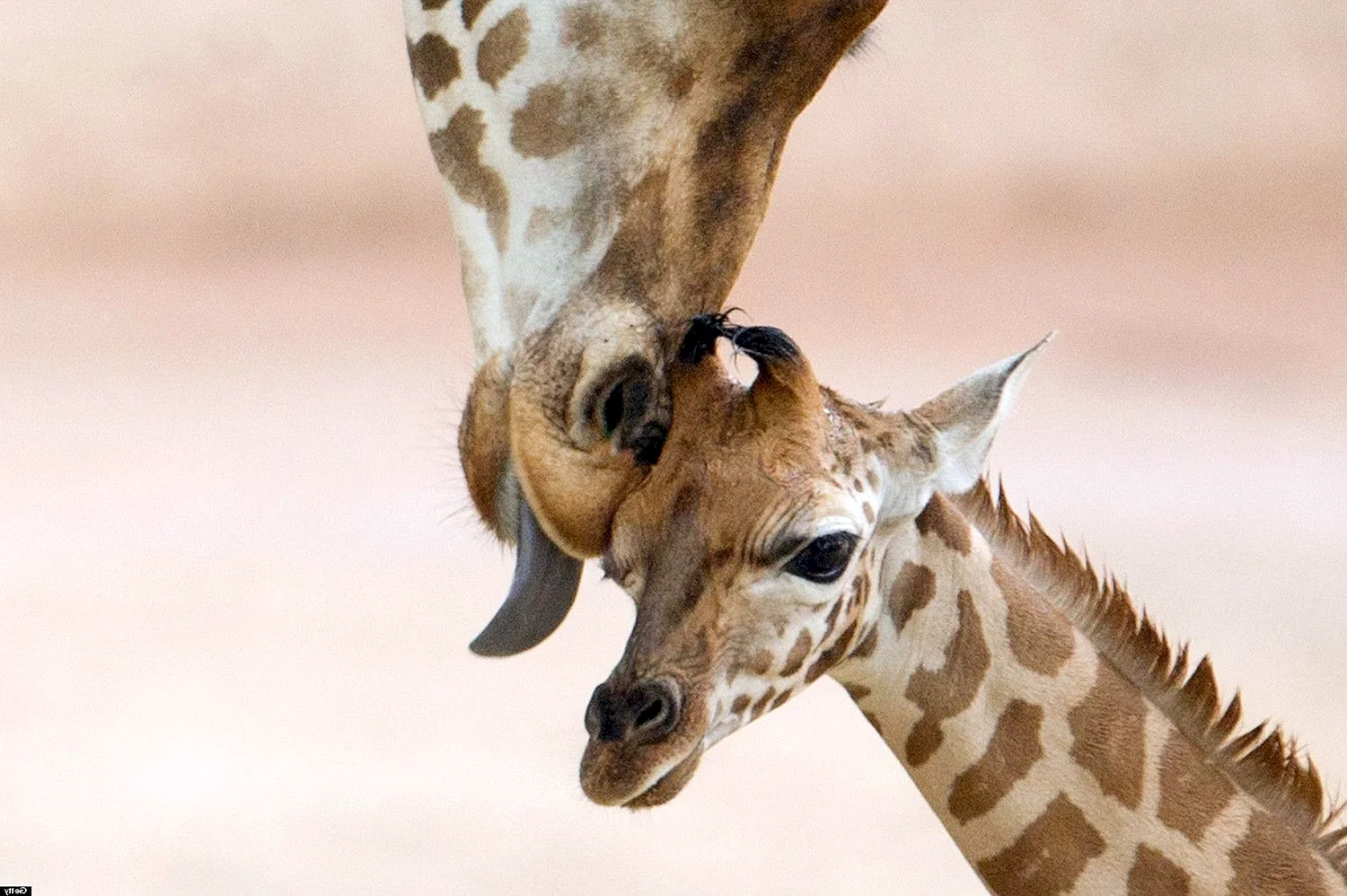 Поцелуй мамы жирафа