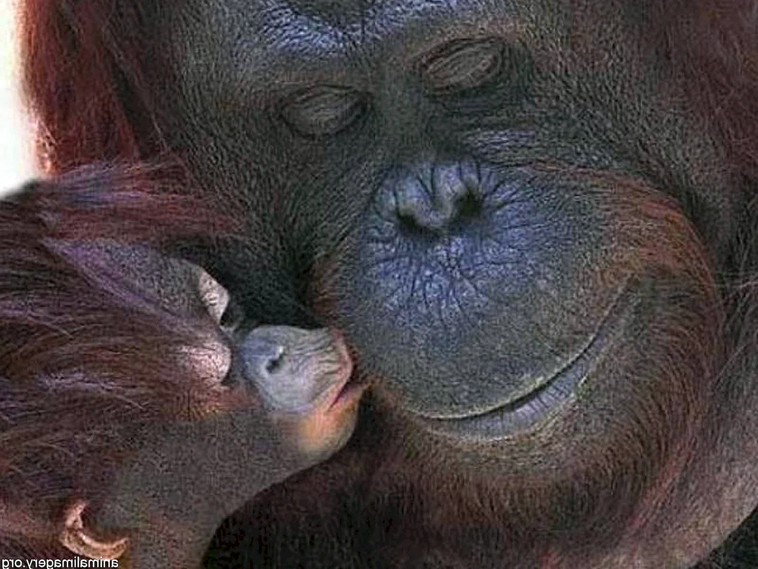 Поцелуй обезьянки